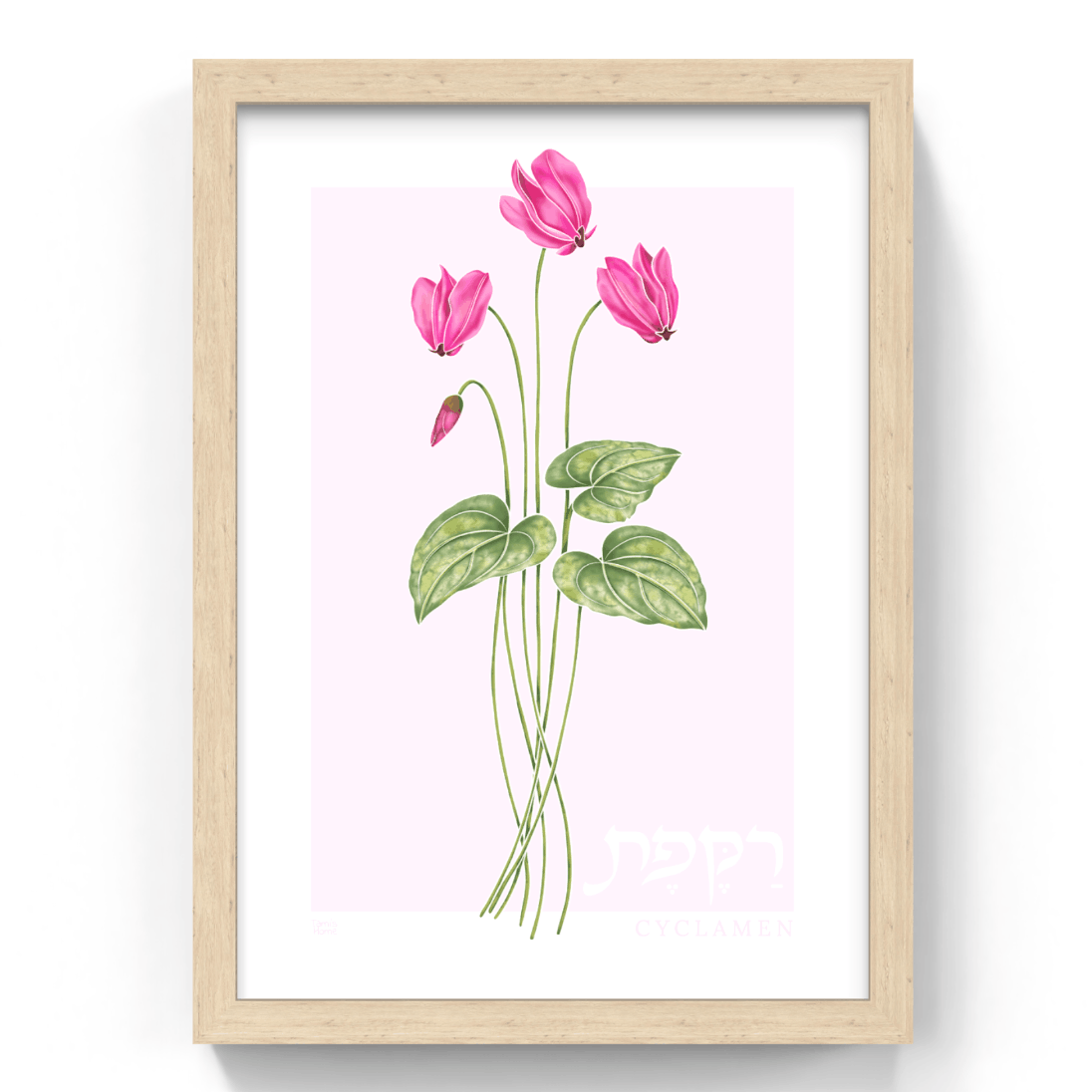Framed artwork of israeli rakefet flower with green leaves on a white background