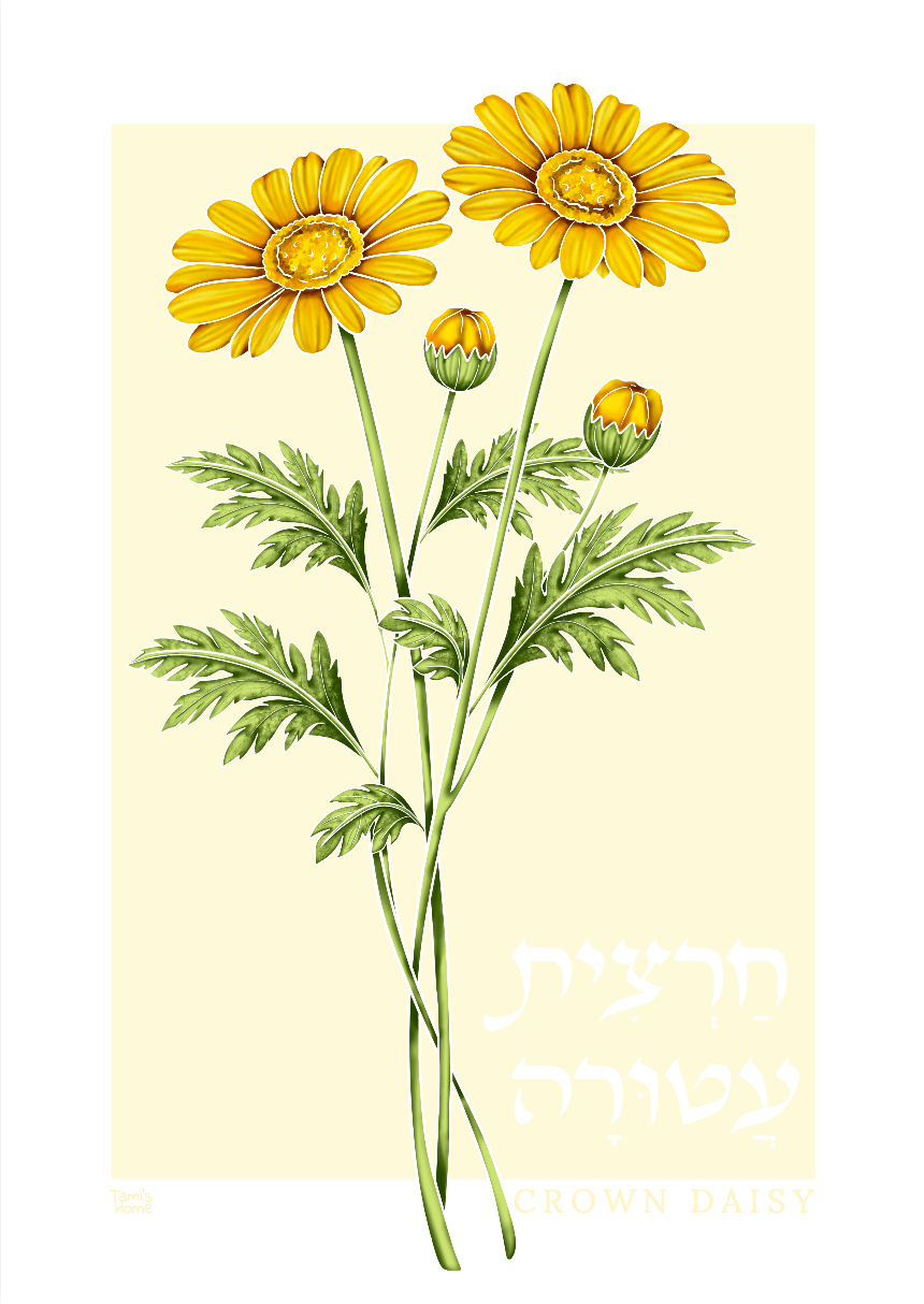 "Crown Daisy: Wildflowers of Israel" Print by Tami's Home