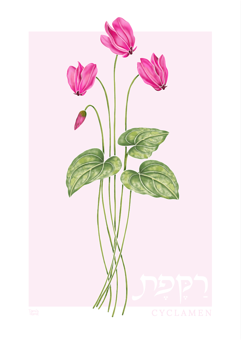 "Cyclamen: Wildflowers of Israel" Print by Tami's Home