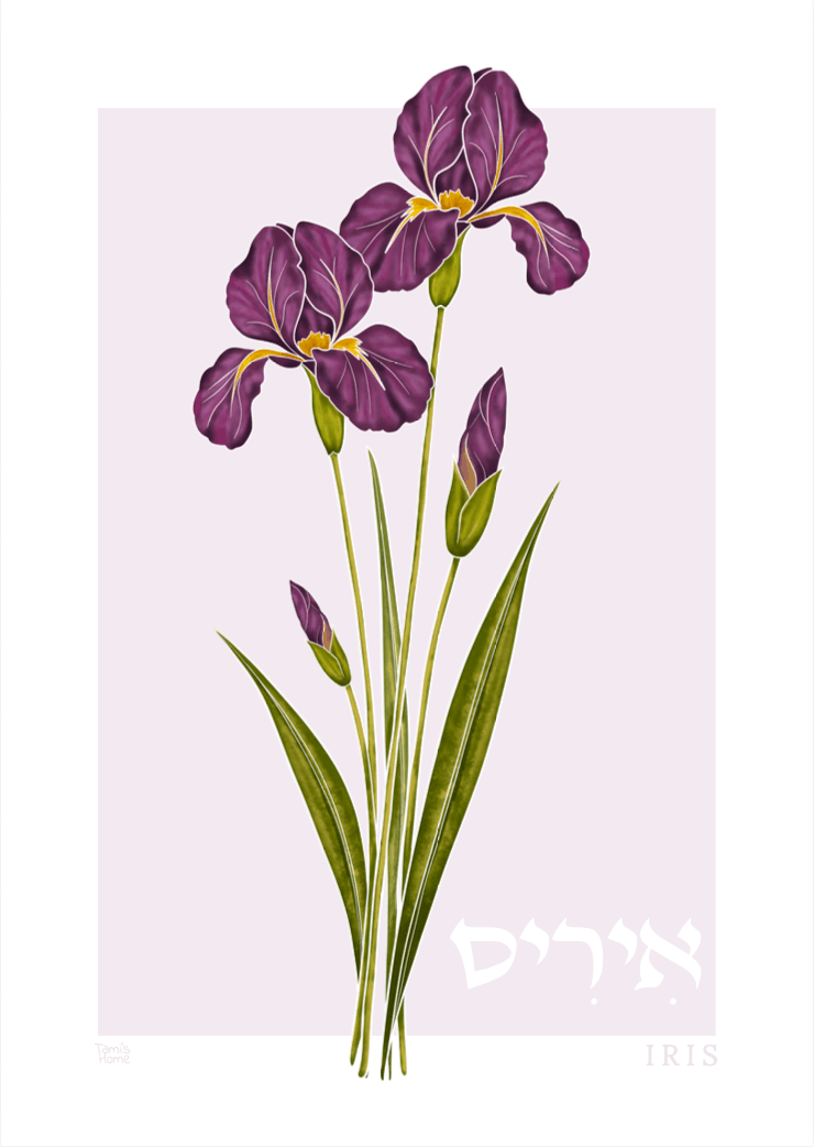 "Iris: Wildflowers of Israel" Print by Tami's Home