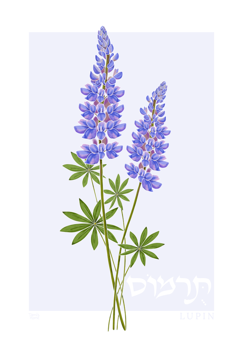 "Lupin: Wildflowers of Israel" Print by Tami's Home