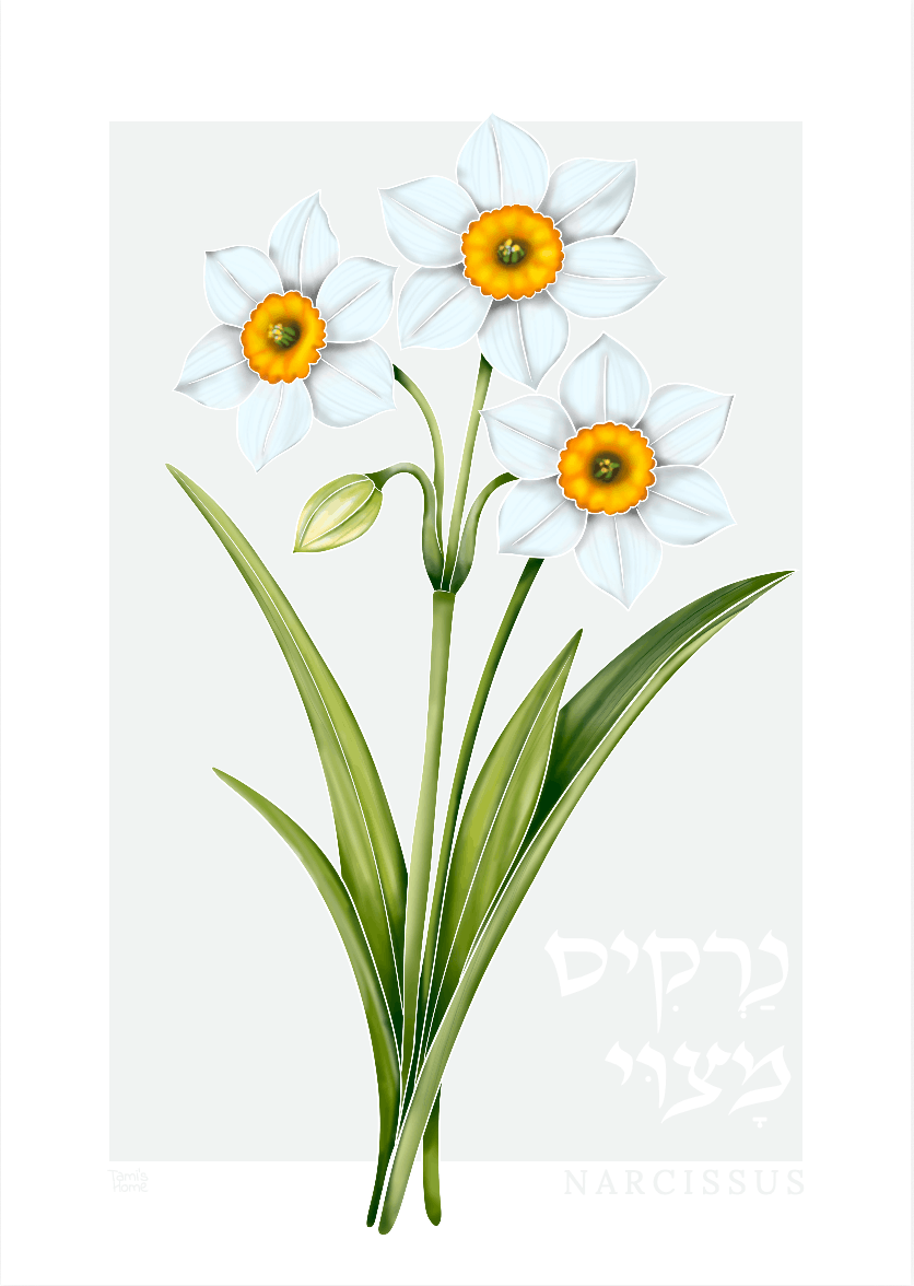 "Narcissus: Wildflowers of Israel" Print by Tami's Home