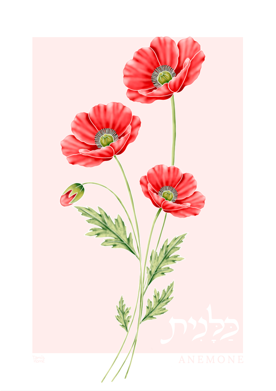 "Anemone: Wildflowers of Israel" Print by Tami's Home