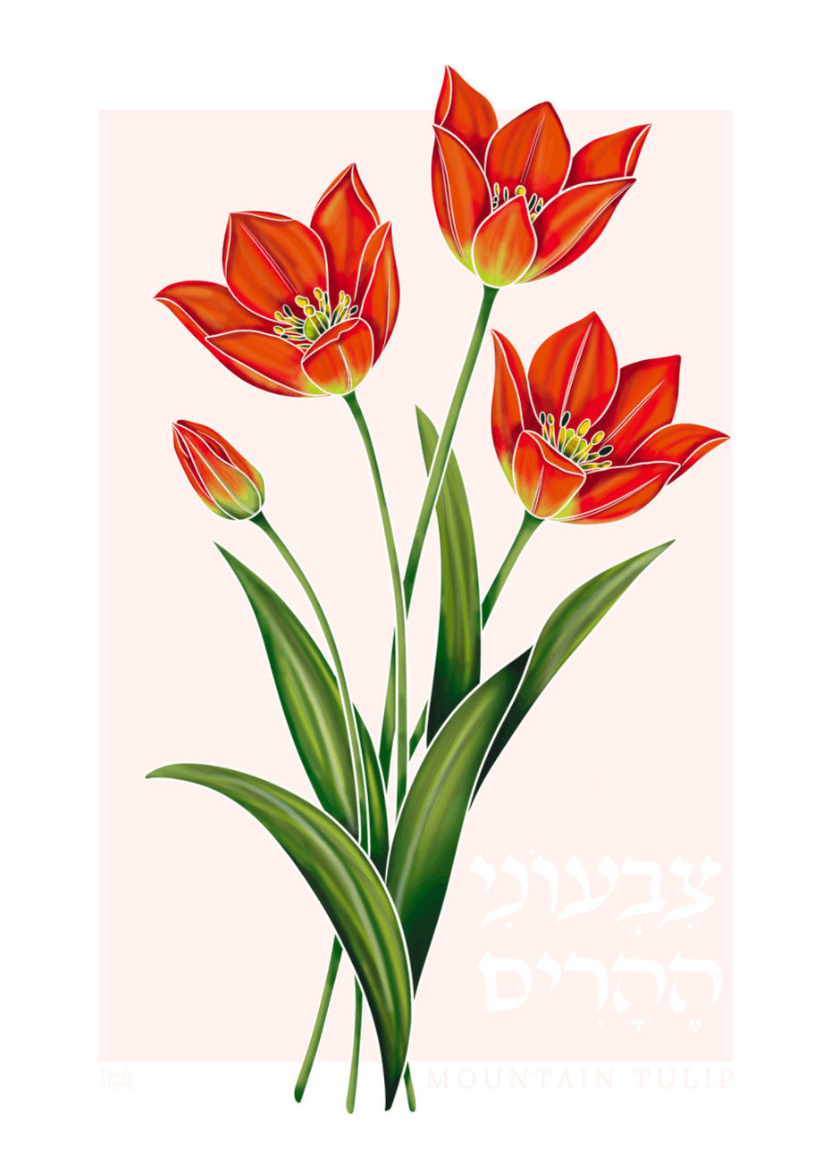 "Mountain Tulip: Wildflowers of Israel" Print by Tami's Home