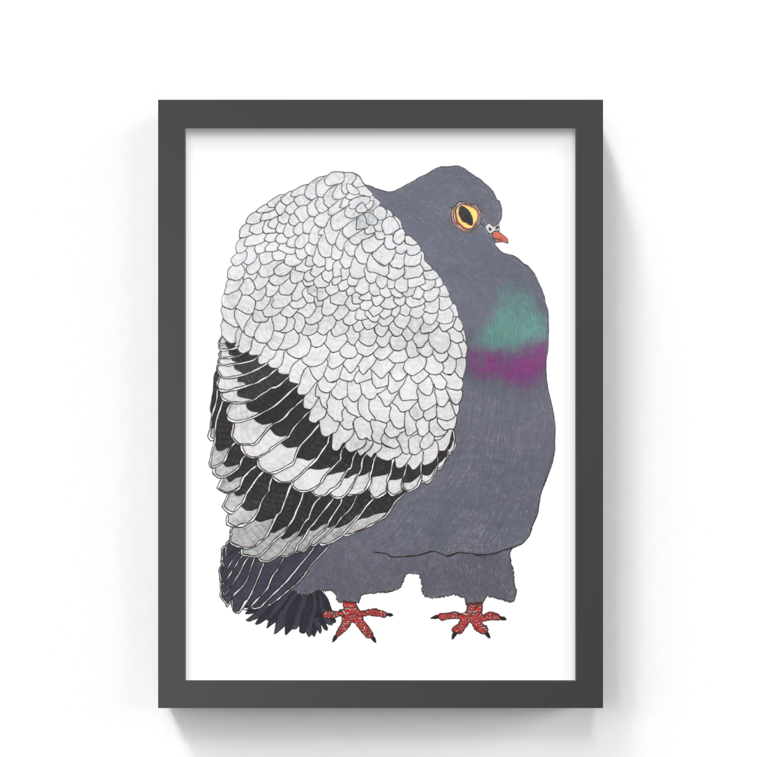 A framed art print featuring a detailed illustration of a pigeon with gray and white feathers, a purple chest, and red feet, set in a dark gray frame against a white background.