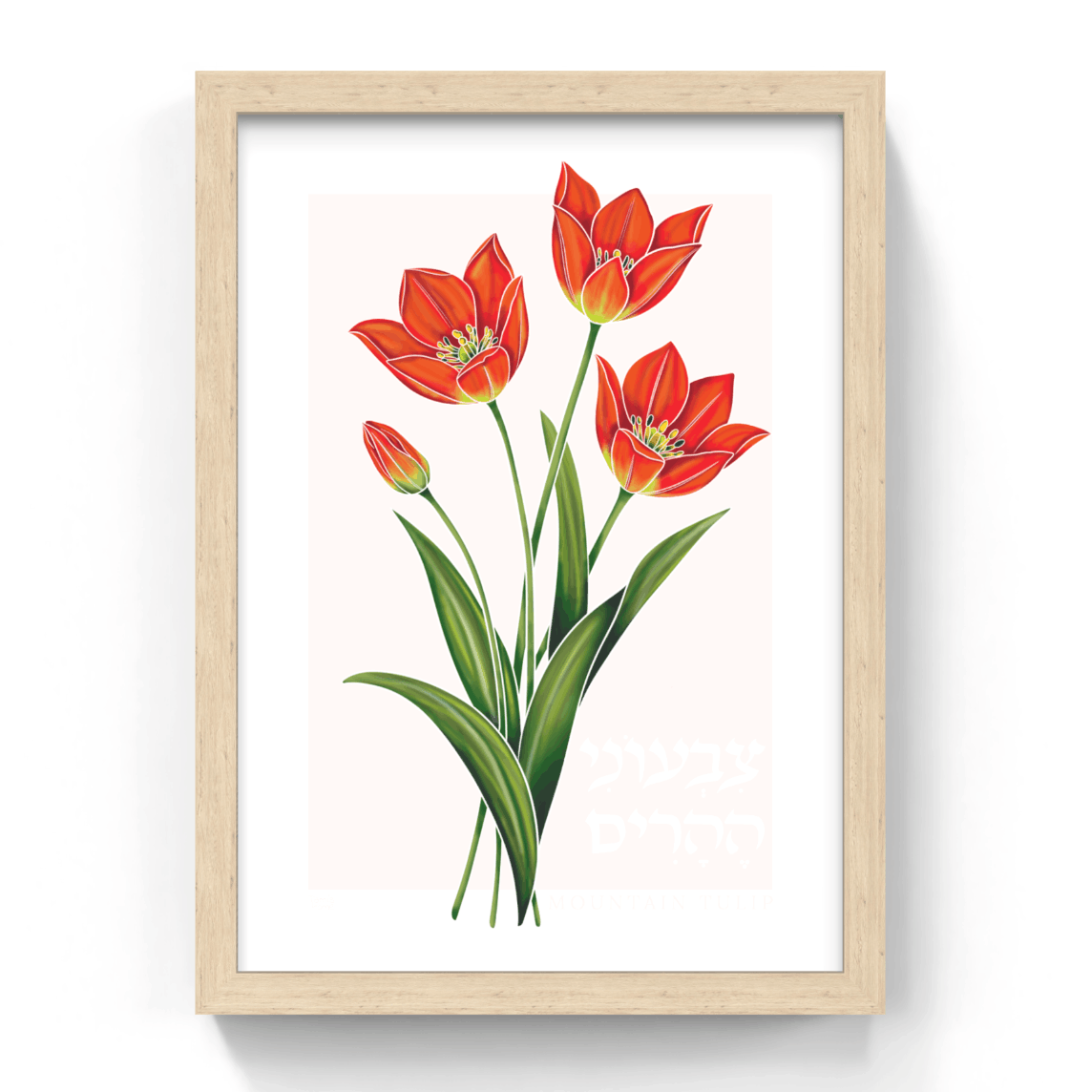 Framed artwork of red tulips on a white background
