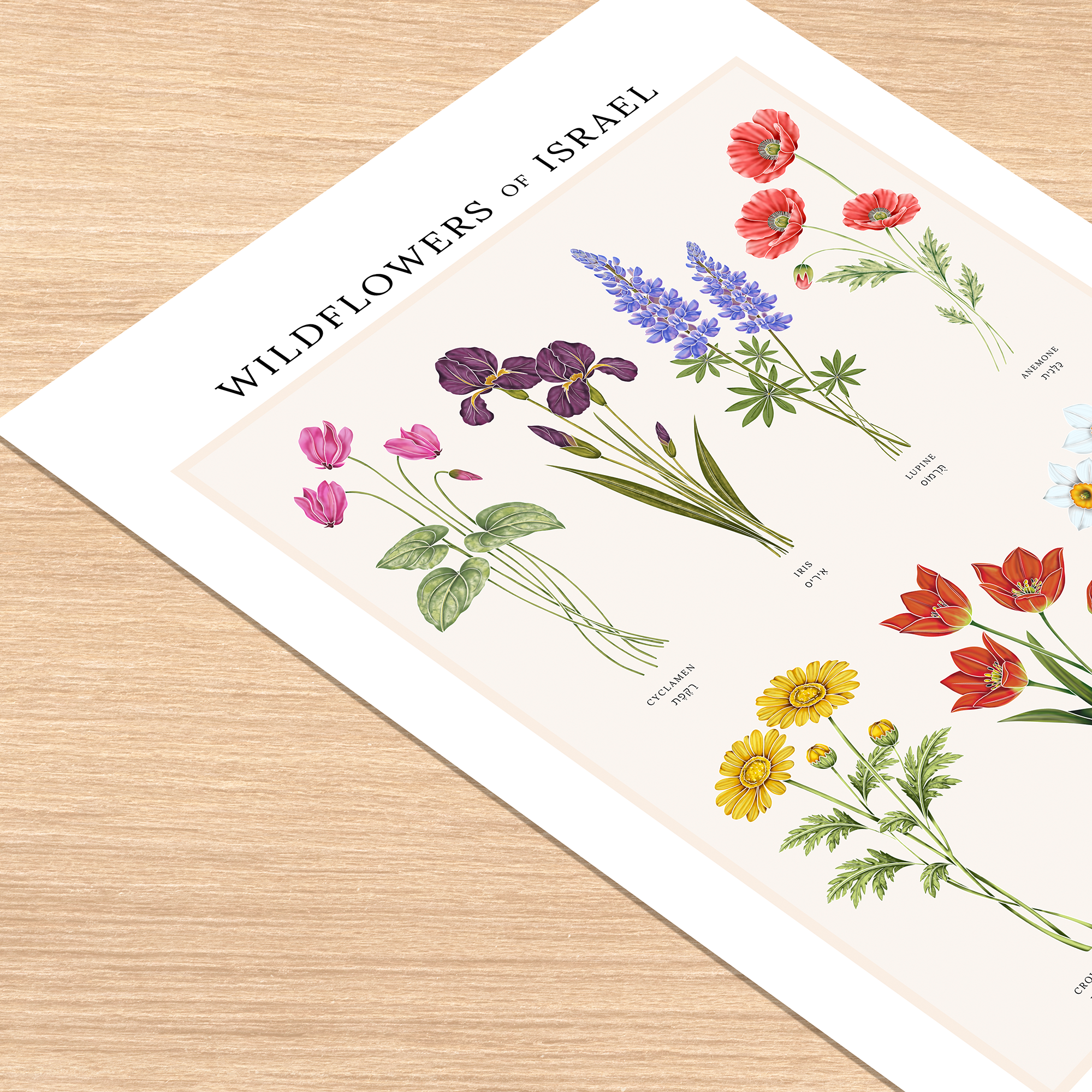 "Wildflowers of Israel" Botanical Print by Tami's Home