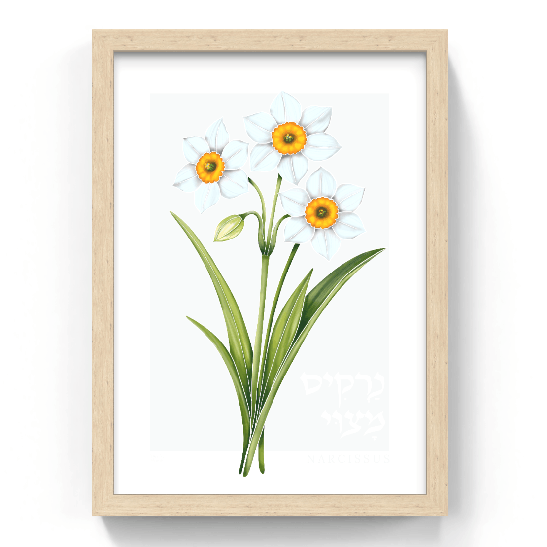 Framed artwork of white daffodils on a white background